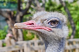 鴕鳥(niǎo),動(dòng)物園,新增功能