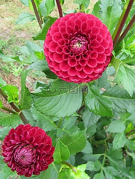 娇琴纱,秋季,秋花开花
