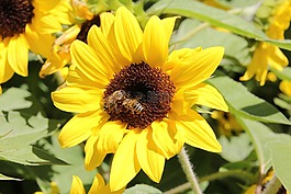 向日葵,自然,蜜蜂