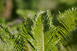 葉,植物,綠色