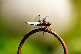 蜻蜓,翼,關(guān)閉