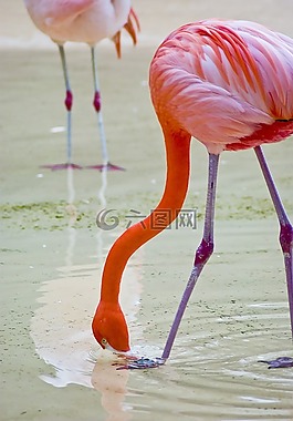 火烈鳥,動物園,新增功能
