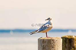 鷗,銀行,鳥