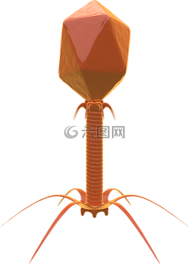 噬菌體,病毒,細(xì)菌