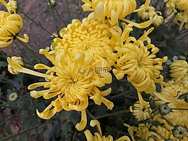 花,自然,植物區(qū)系
