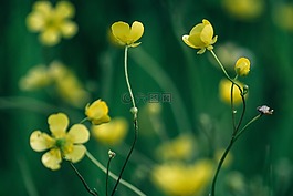 綠色,植物,黃色
