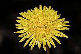 蒲公英,毛茛,性質(zhì)