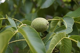 核桃,綠色,水果