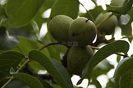 核桃,綠色,水果