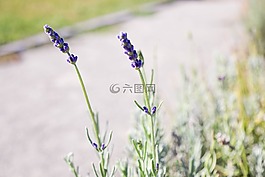 薰衣草,花,夏天