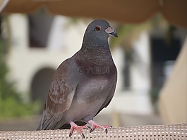 家鴿,鳥(niǎo),灰色