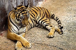 野生動物,動物,哺乳動物