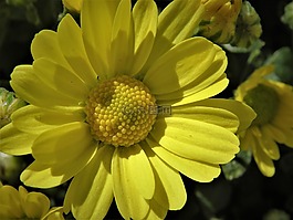 花,黃色,花園