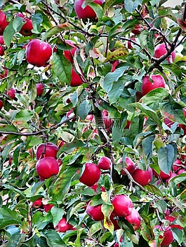 蘋果,紅色,秋季