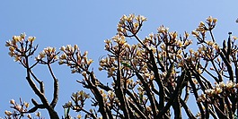 姜黃色百合花,素馨花,花