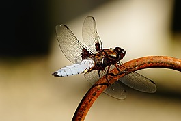 蜻蜓,翼,關(guān)閉