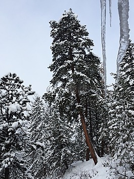 科羅拉多州,冬天,雪