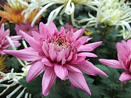 菊花,花,菊花展