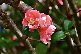 鲜花,粉红色,精致的花朵