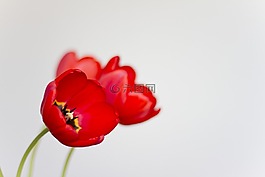 紅色,郁金香,花