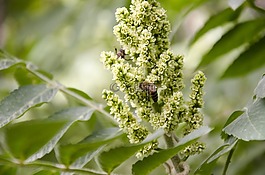 蜜蜂,昆蟲,葉