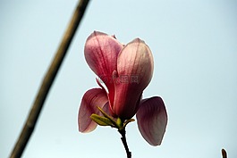 现在玉兰,玉兰花,春天