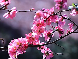 粉紅色,花,鮮花