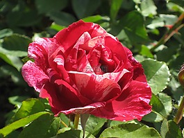 玫瑰,夏季,開花