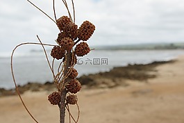 夏威夷,木材,自然