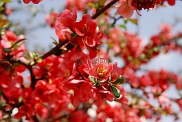 開花,布什,春天