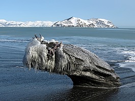 海洋,海,海灘
