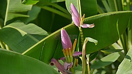 香蕉開花,鮮花,b