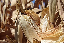 cob,玉米,農(nóng)業(yè)