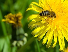 蜜蜂,蒲公英,季節(jié)