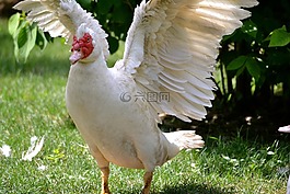 雞,公雞,鳥
