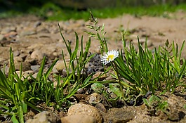 花,草,特寫