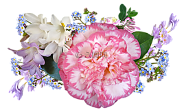 茶花,春,鮮花