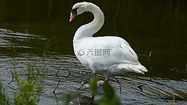 天鵝,性質(zhì),水