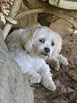 狗,可愛,動物