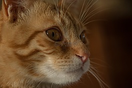 貓,貓科動(dòng)物,國內(nèi)動(dòng)物
