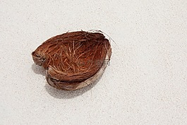 椰子,皮膚,沙