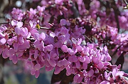 鮮花,春,顏色