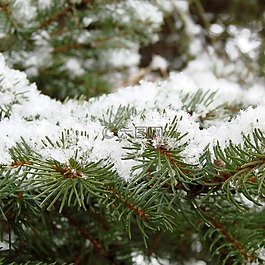 松,葉子,雪