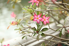 花,花園,蘇