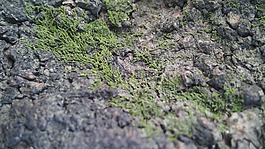 木材,树皮,山