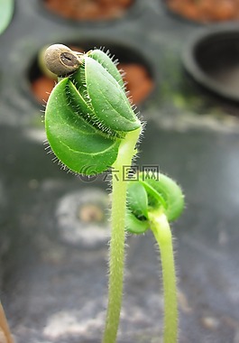 幼苗,水培,植物