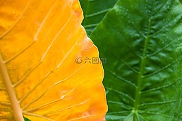 葉,綠色,濕