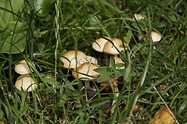 蘑菇,隱藏,草