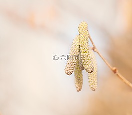常见的淡褐色,榛,科