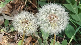 蒲公英,霍爾先生蒲公英,鮮花